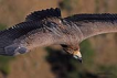  Kzl akbaba / Gyps fulvus / Griffon vulture